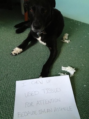 [dog-shaming-bad-39%255B2%255D.jpg]