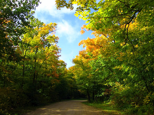 Maplelag driveway