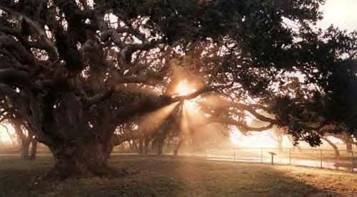 [Big%2520Oak%2520Tree%255B7%255D.jpg]