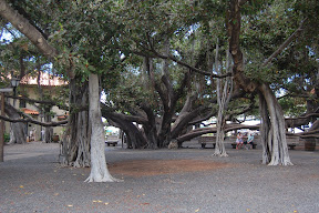 DSC_0117.JPG