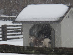 Awww.... Look at those donks all huddled together in their little shack.3