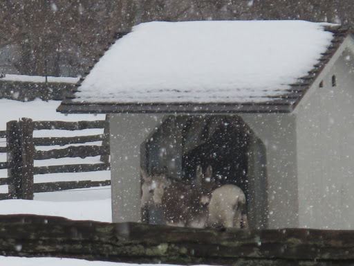 Awww.... Look at those donks all huddled together in their little shack.3
