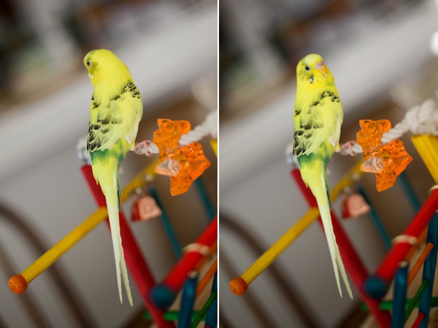 [duchess-diptych%255B4%255D.jpg]