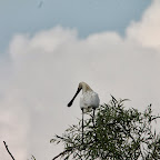 IMG_6661.JPG