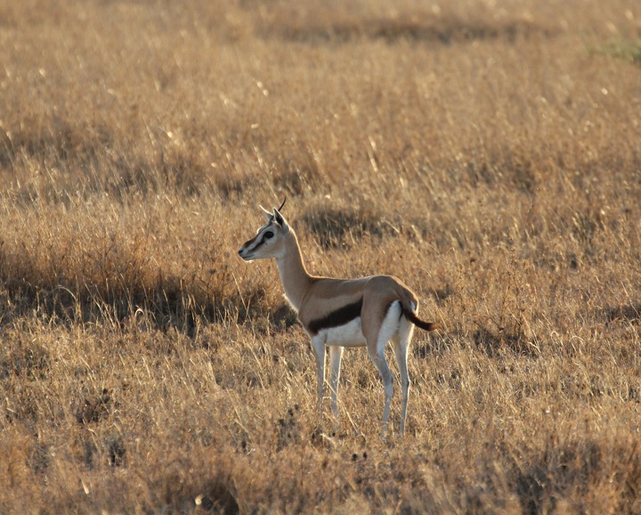 [October-20-2012-Thompsons-Gazelle3.jpg]