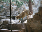 A lion at the MGM Grand.