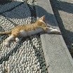 Knut : Rodosz 2011 - Rodosz város, Agla Hotel