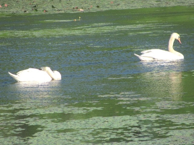 [bog%2520swans%2520swimming%2520in%2520lily%2520pads1%255B3%255D.jpg]