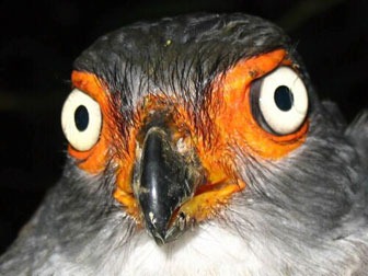 [Tumucumaque_uccello%255B3%255D.jpg]