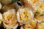 Champagne roses
