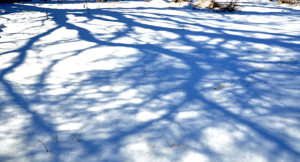 [Tree-branches-in-snow4.jpg]