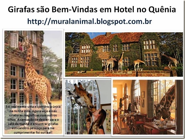 Girafas são Bem-Vindas em Hotel no Quênia