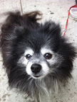 Oh boy...this little love has been with her human for 15 years!