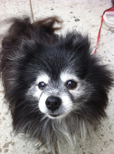 Oh boy...this little love has been with her human for 15 years!