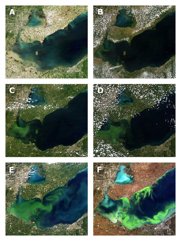 This sequence of satellite photos of Lake Erie's western basin shows the progress of the 2011 algae bloom. A: June 1, soon after a surge of fertilizer-loaded storm runoff from the Maumee River has flowed into the lake basin; B: July 19, as the bloom begins to grow; C: July 31, about two weeks after the bloom's start; D: August 11, as the bloom spreads east toward the central basin; E: Sept. 3, as the bloom reaches the central basin and a second phase forms on the basin's north shore; F: Oct. 9, as the bloom begins to decline in the western basin. Photo: University of Wisconsin-Madison Space Science and Engineering Center