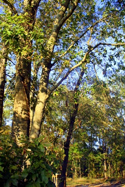 Pumpkin Spice Lattes, Friends, and Walking Trails 133