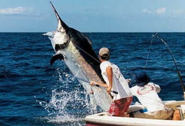 o peixe mais rapido do mundo o peixe mais rapido do mundo