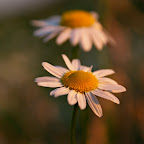 IMG_1200rt.jpg