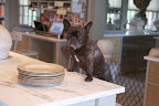 Getting Ready For Another Dinner Party