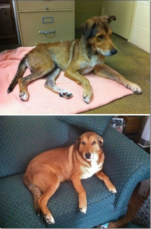 Animais Antes e Depois do Resgate (19)