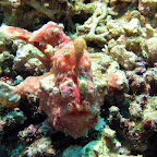 Pink frogfish (Menjangan, North Bali)