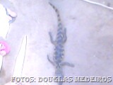 [Jacar%25C3%25A9%255B7%255D.jpg]