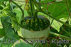 Glória Ishizaka -   Kyoto Botanical Garden 2012 - 75