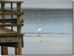 Egret