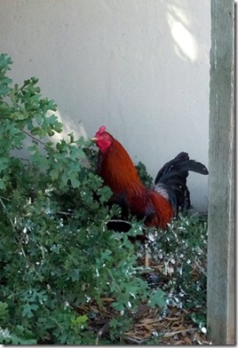 Rooster in bushes