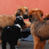 Briardzie spotkanie w Złotej Elicie - DSC_0150.jpg
