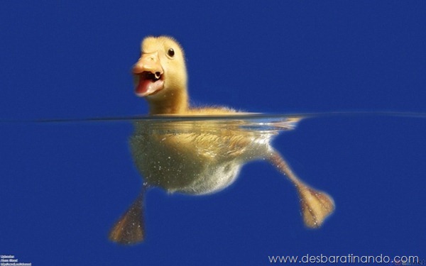 filhotes-patos-fofos-pequenos-desbaratinando (13) filhotes-patos-fofos-pequenos-desbaratinando (13)