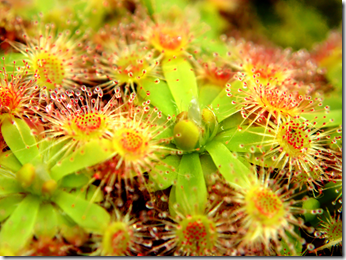 Drosera pulchella Carnivorous Plant Wp TW2010 Drosera pulchella Carnivorous Plant Wp TW2010