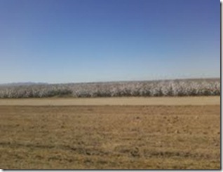Cotton field ready to harvest
