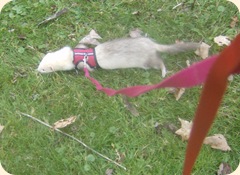 FashonableFerrets 021