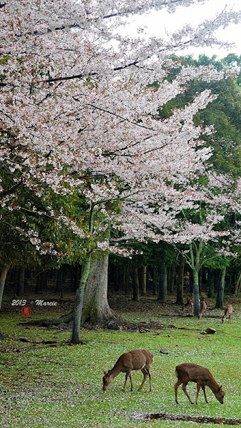 奈良 春日大社&奈良公園(なら)