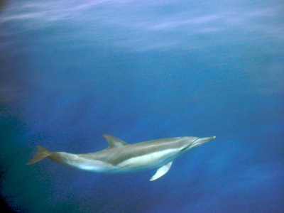 Dolphins between Paxos and Lefkas Greece  1