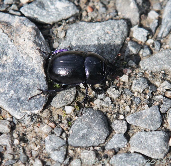 [13-dor-beetle%255B2%255D.jpg]