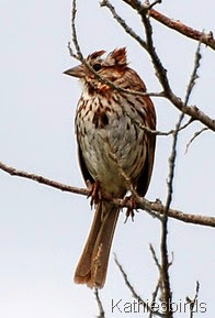 song sparrow-kab