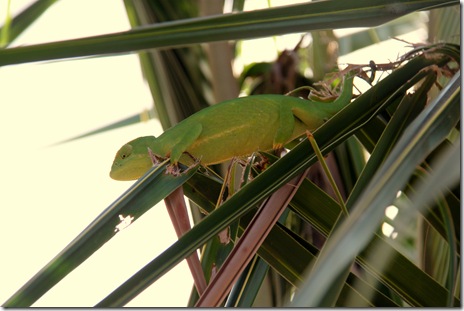 Chameleon