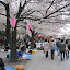 Cherry blossoms on the waterfront in Asakusa. The first nice weekend after the blossoms come out is a traditional time for the Japanese to picnic under the cherry trees.