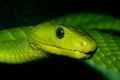 Green Mamba - élégant et toxique