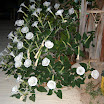 Deze bloemen bloeien alleen \'s nachts