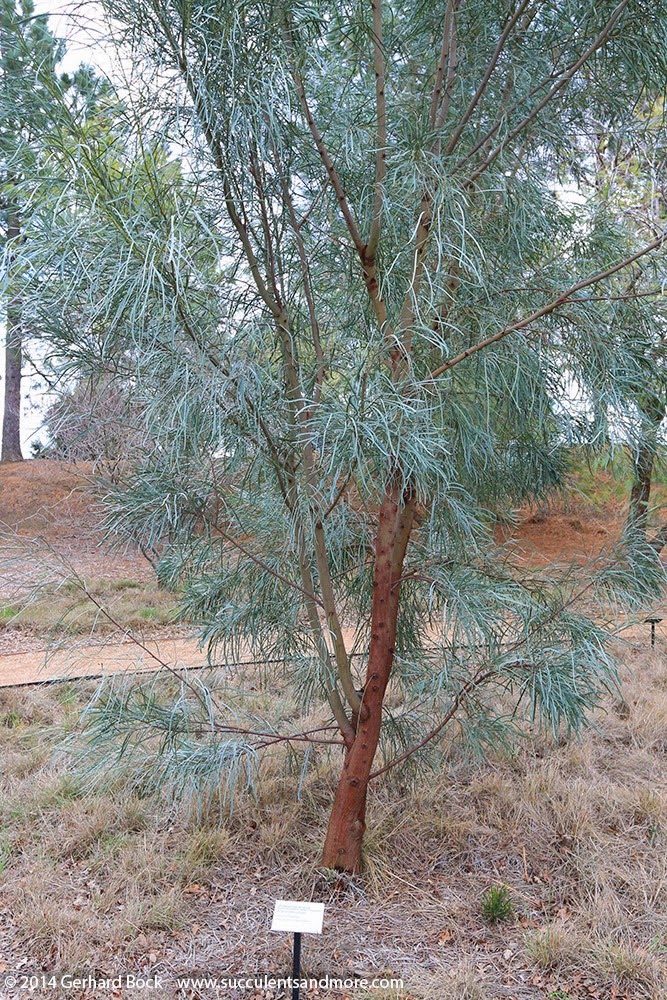 [140301_UCD_Arboretum_Acacia-stenophylla__0002%255B3%255D.jpg]