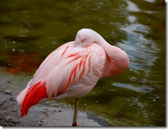 aviary29