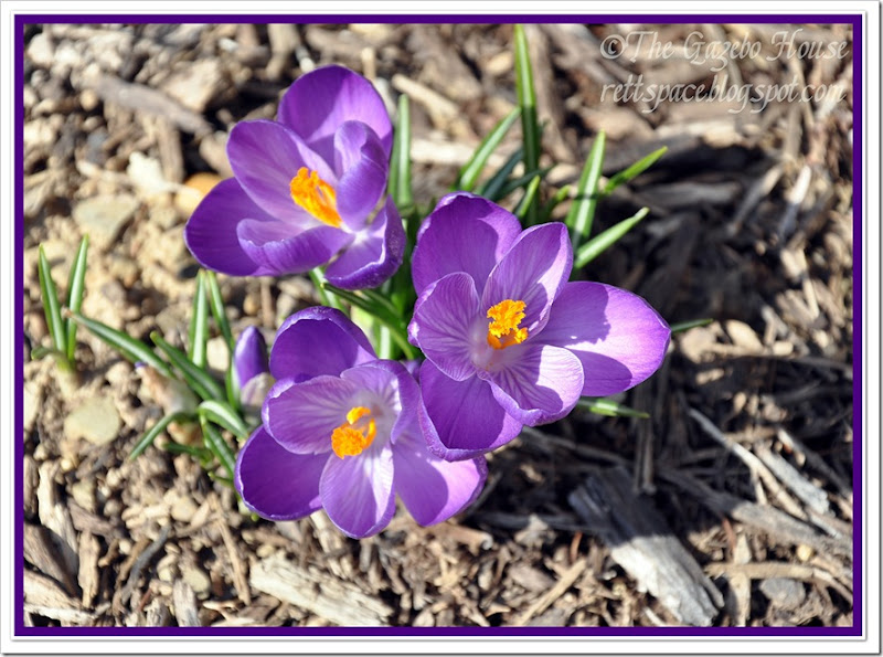 crocus 005 notecard