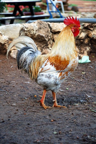 [DSC_0399a%255B3%255D.jpg]