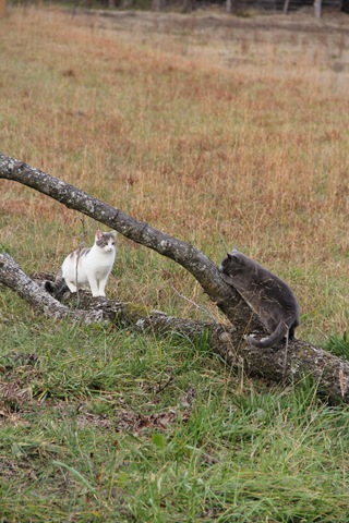 [IMG_0315%255B2%255D.jpg]