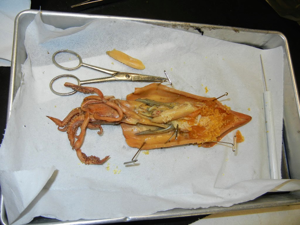 Squid Dissection | The Biology Corner