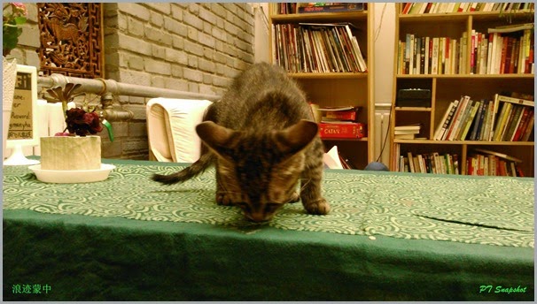 龙门小猫乱乱跑~ 龙门小猫乱乱跑~