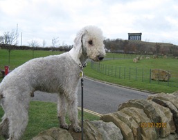 bramble2012 697
